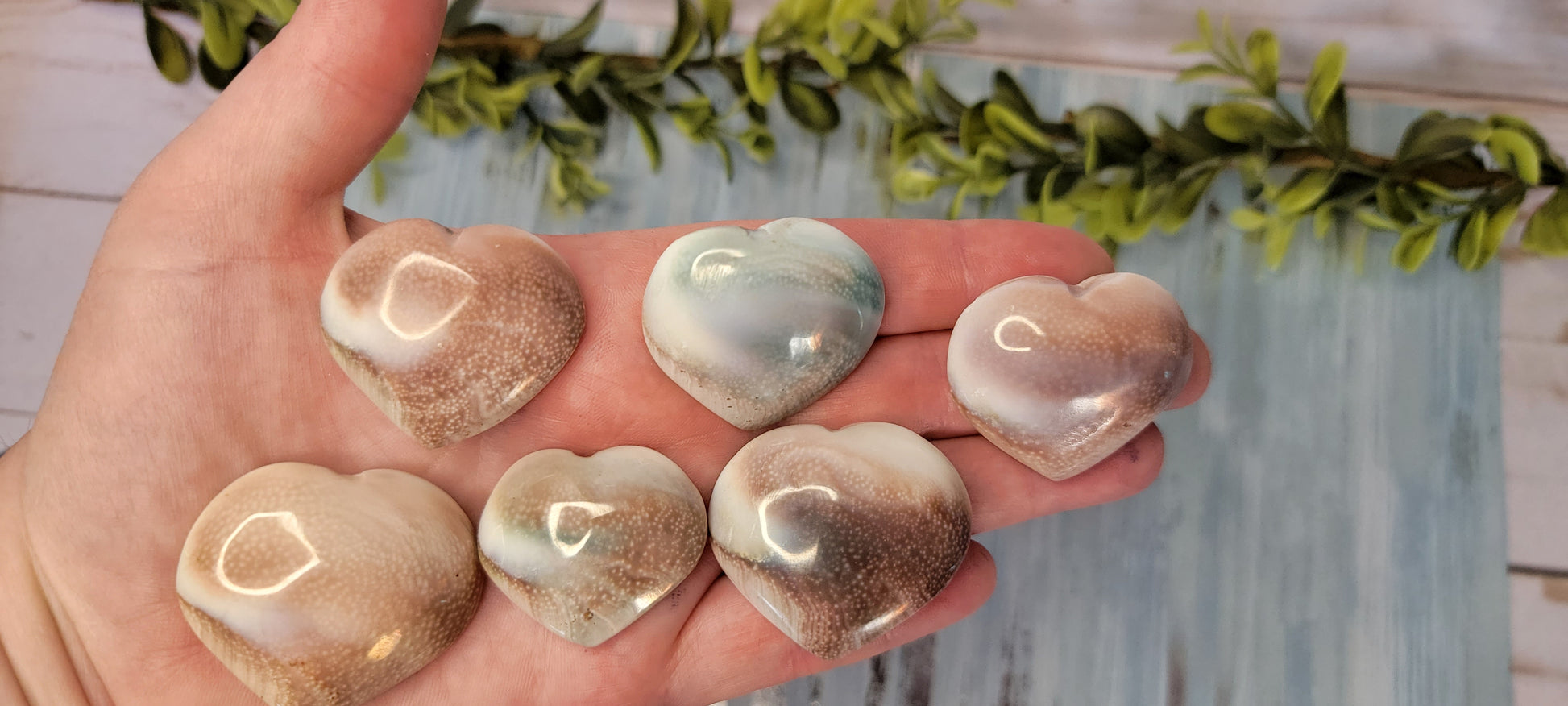 Shiva Eye Shell Polished Hearts Bayside Treasures